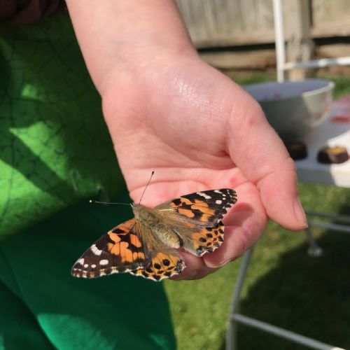 Butterfly