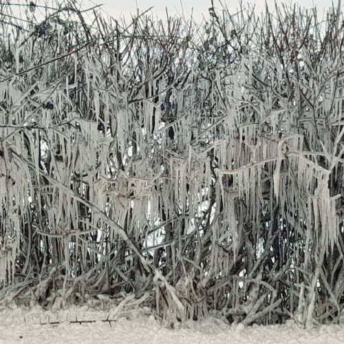 BushIcicles