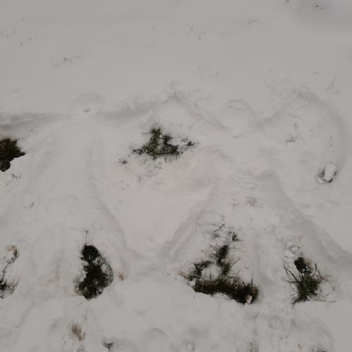 Doublesnowangel1