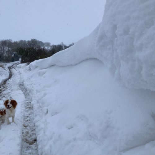 Snowdrift2