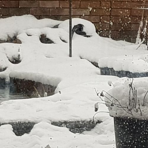 Snowgarden