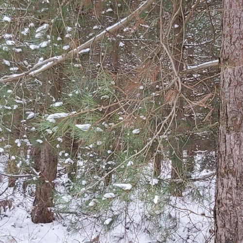 Snowonthetrees