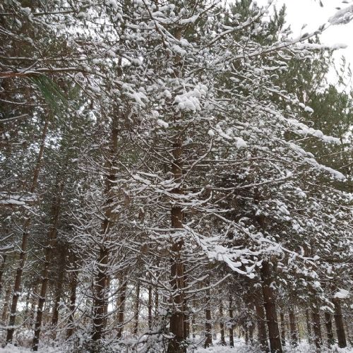 Snowonthetrees1