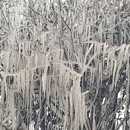 TreeIcicles